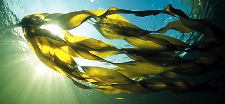 seaweed1